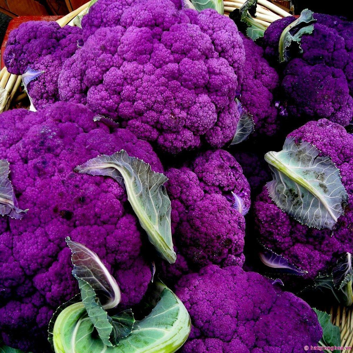 300 Early Purple Sprouting Broccoli Seeds - Seed World