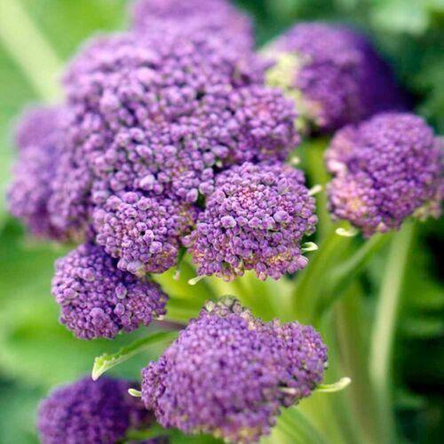 300 Early Purple Sprouting Broccoli Seeds - Seed World