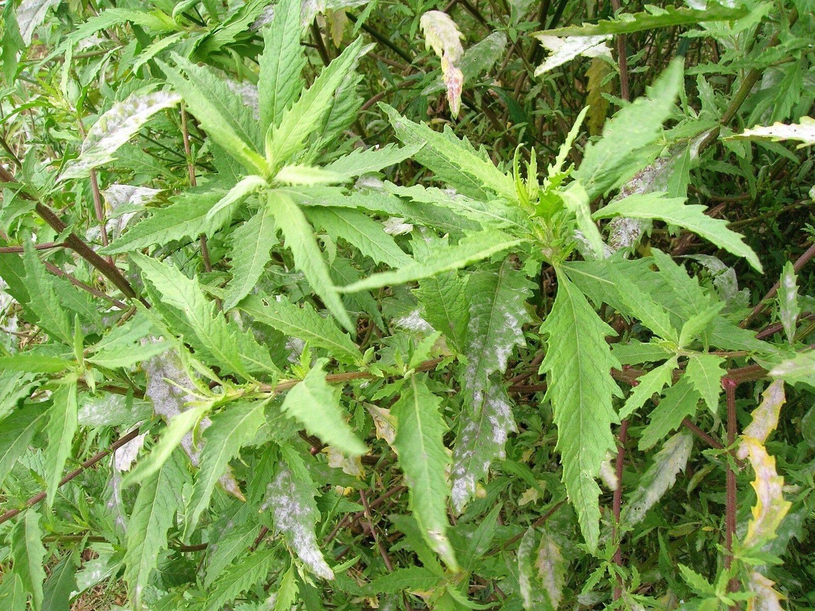 300 Epazote - Chenopodium Ambrosoides Herb Seeds - Seed World