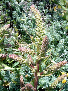 300 Epazote - Chenopodium Ambrosoides Herb Seeds - Seed World