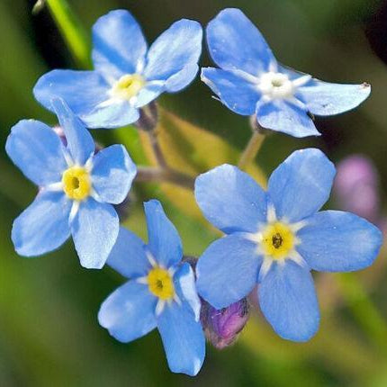 300 Forget Me Not Seeds - Blue - Seed World