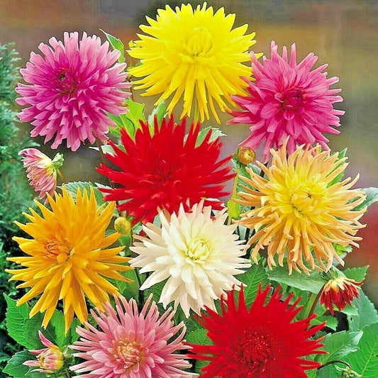 300 Giant Cactus Zinnia Mix Flower Seeds - Seed World