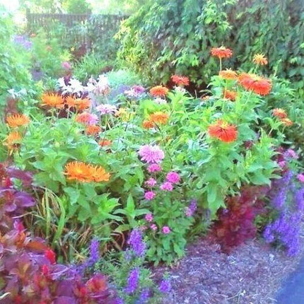 300 Giant Cactus Zinnia Mix Flower Seeds - Seed World
