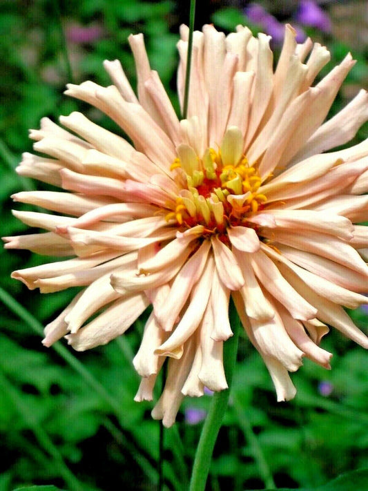 300 Giant Cactus Zinnia Mix Flower Seeds - Seed World