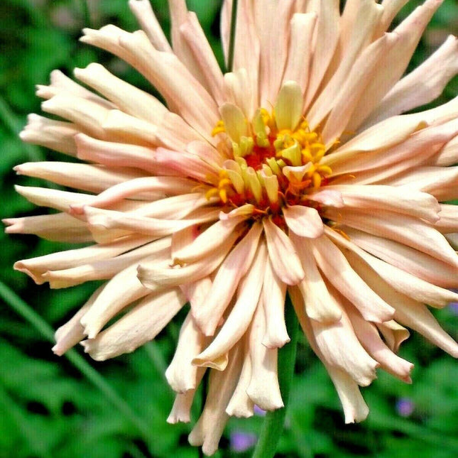 300 Giant Cactus Zinnia Mix Flower Seeds - Seed World