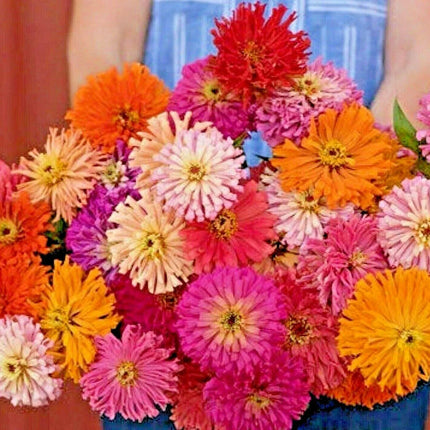 300 Giant Cactus Zinnia Mix Flower Seeds - Seed World