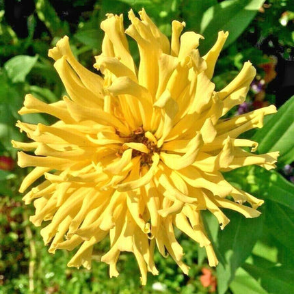 300 Giant Cactus Zinnia Mix Flower Seeds - Seed World
