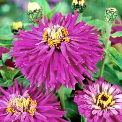 300 Giant Cactus Zinnia Mix Flower Seeds - Seed World