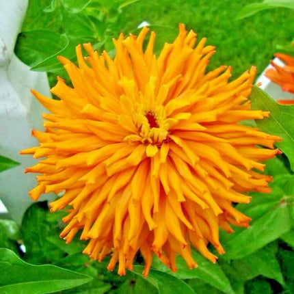 300 Giant Cactus Zinnia Mix Flower Seeds - Seed World