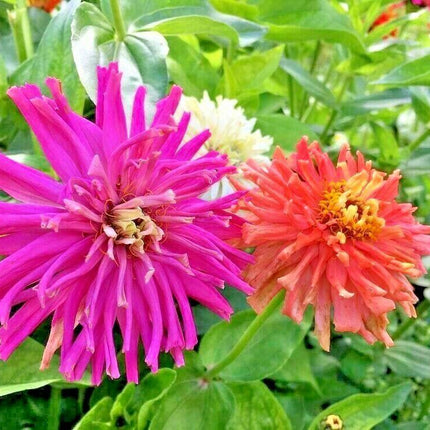 300 Giant Cactus Zinnia Mix Flower Seeds - Seed World
