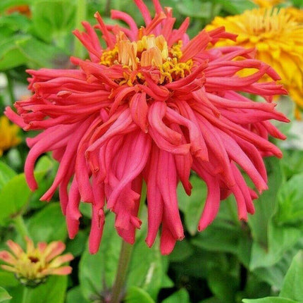 300 Giant Cactus Zinnia Mix Flower Seeds - Seed World