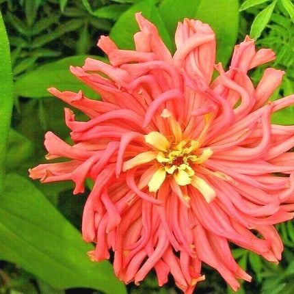 300 Giant Cactus Zinnia Mix Flower Seeds - Seed World