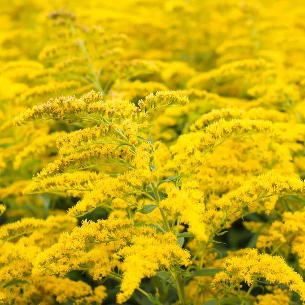 Close-up of a field of bright yellow flowers with green leaves.