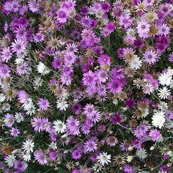 300 Immortelle Mix - Xeranthemum Annuum Seeds - Seed World