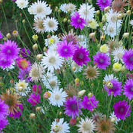 300 Immortelle Mix - Xeranthemum Annuum Seeds - Seed World
