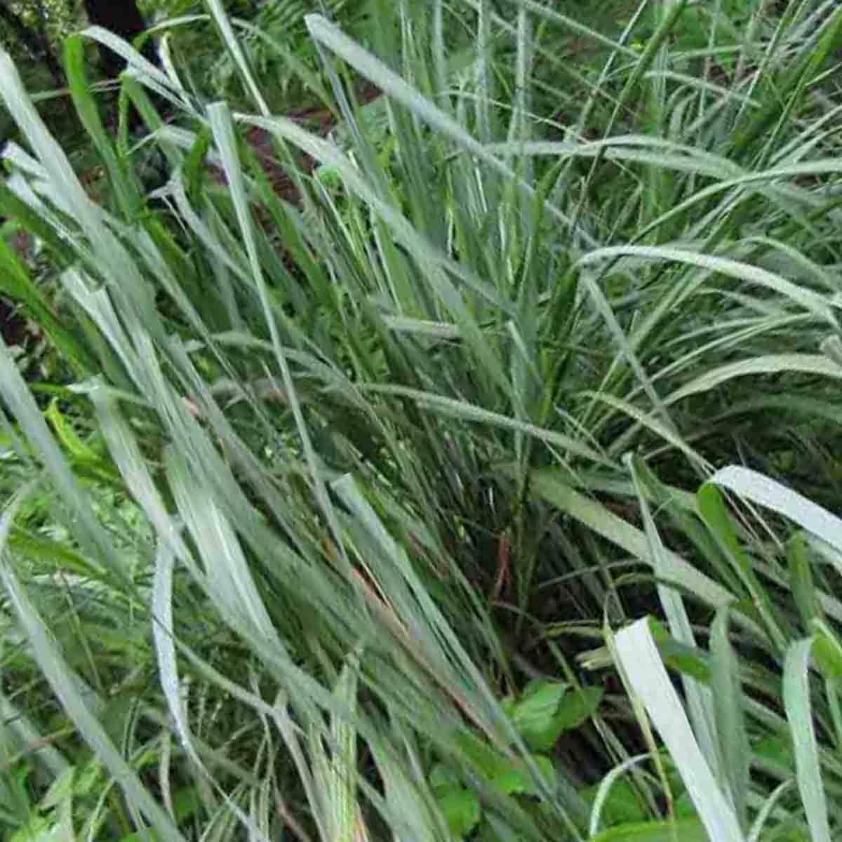 300 Lemon Grass Seeds - Seed World