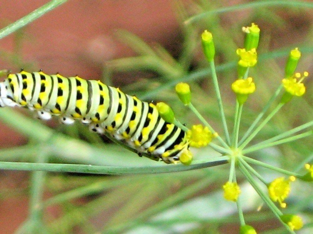300 Mammoth Long Island Dill Seeds - Seed World