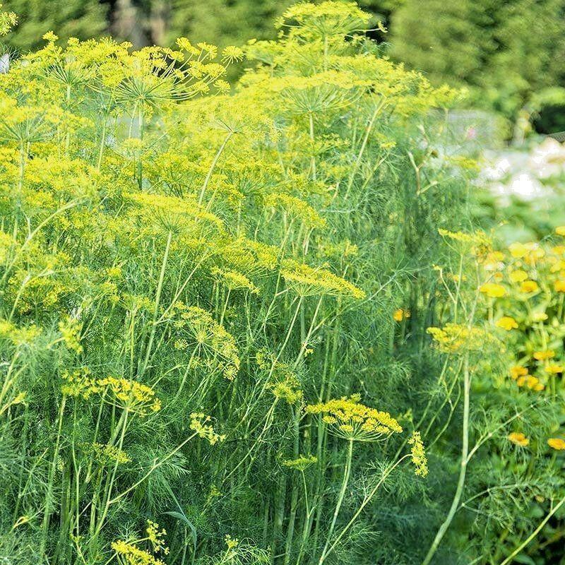 300 Mammoth Long Island Dill Seeds - Seed World