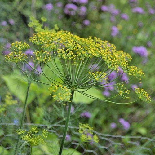 300 Mammoth Long Island Dill Seeds - Seed World