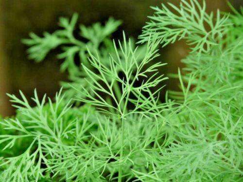 300 Mammoth Long Island Dill Seeds - Seed World