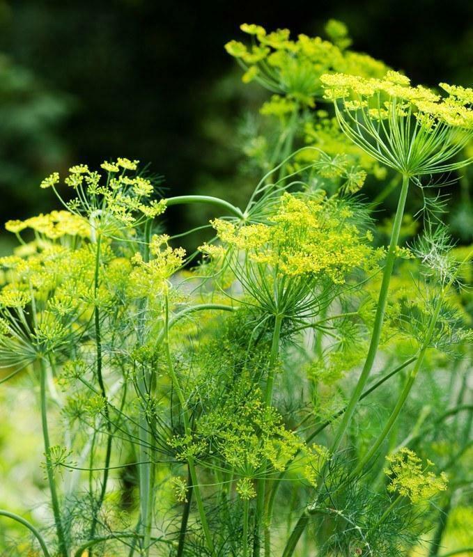 300 Mammoth Long Island Dill Seeds - Seed World