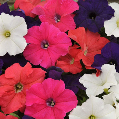 100 Petunia Hybrid Mix Seeds - Seed World