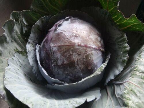 300 Red Acre Cabbage Seeds - Seed World