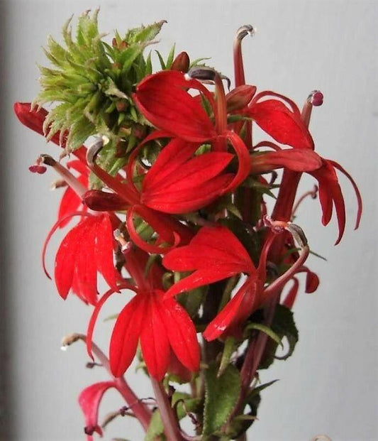 300 Red Cardinal Flower Seeds - Seed World