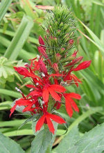 300 Red Cardinal Flower Seeds - Seed World