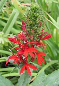 300 Red Cardinal Flower Seeds - Seed World