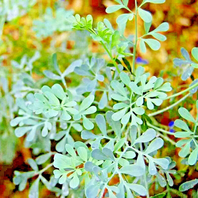 300 Rue - Ruta Graveolens Seeds - Seed World