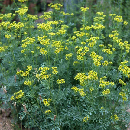 300 Rue - Ruta Graveolens Seeds - Seed World