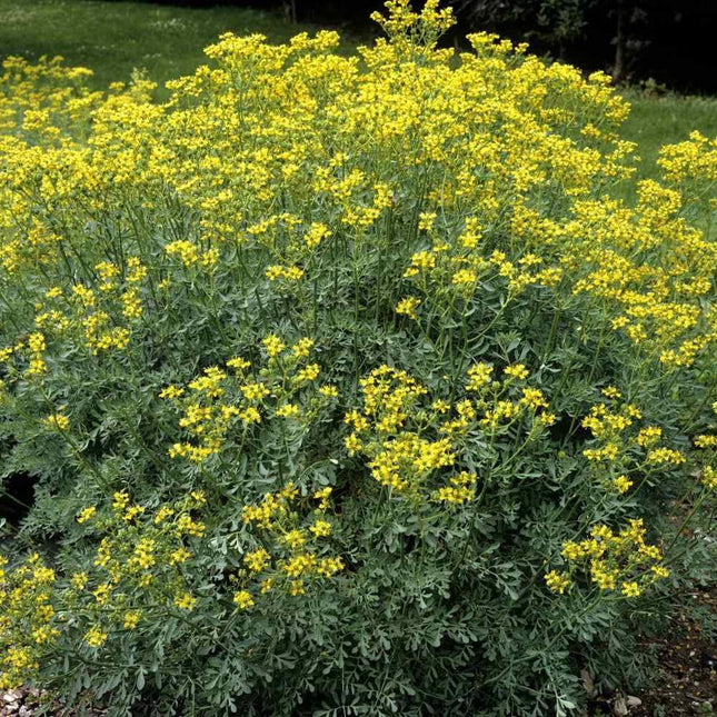 300 Rue - Ruta Graveolens Seeds - Seed World