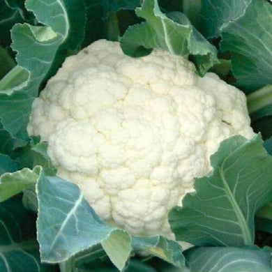 300 Snowball Cauliflower Seeds | Heirloom | Organic - Seed World