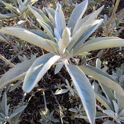 300 White Sage Seeds - Seed World
