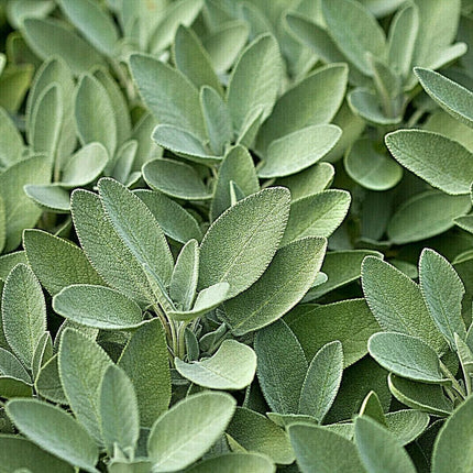 300 White Sage Seeds - Seed World