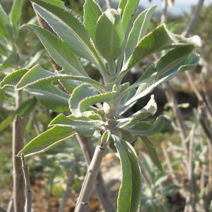 300 White Sage Seeds - Seed World