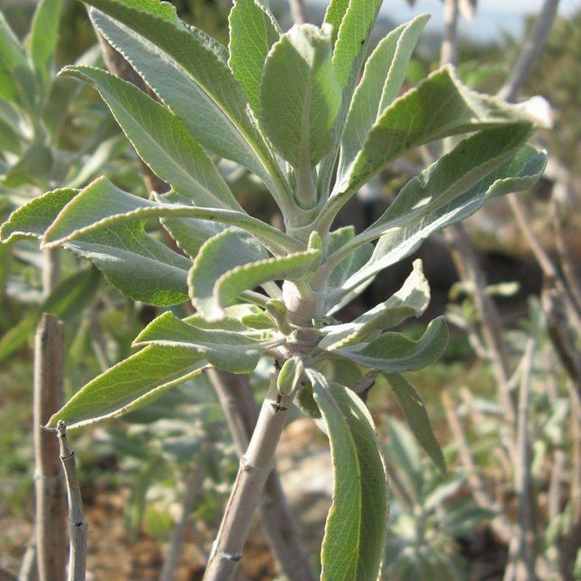 300 White Sage Seeds - Seed World