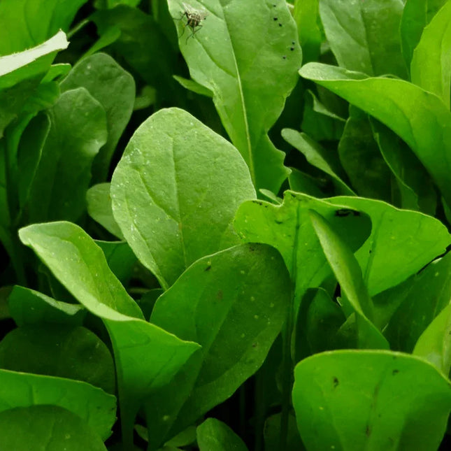 3000 Arugula - Eruca Sativa Seeds - Seed World