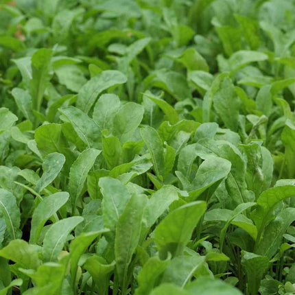 3000 Arugula - Eruca Sativa Seeds - Seed World