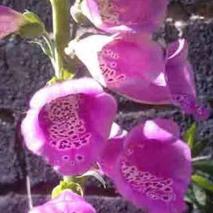 3000 Foxglove Mix Seeds - Seed World