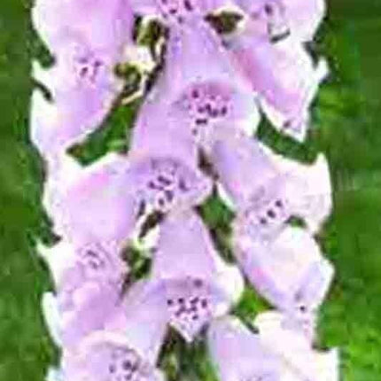 3000 Foxglove Mix Seeds - Seed World