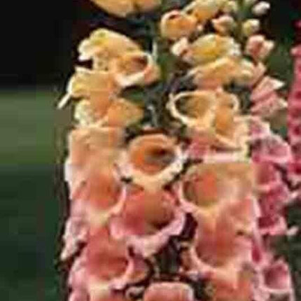3000 Foxglove Mix Seeds - Seed World