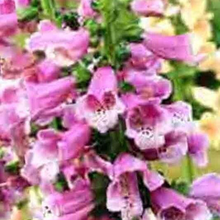 3000 Foxglove Mix Seeds - Seed World