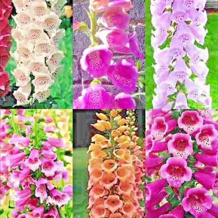 3000 Foxglove Mix Seeds - Seed World