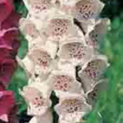 3000 Foxglove Mix Seeds - Seed World