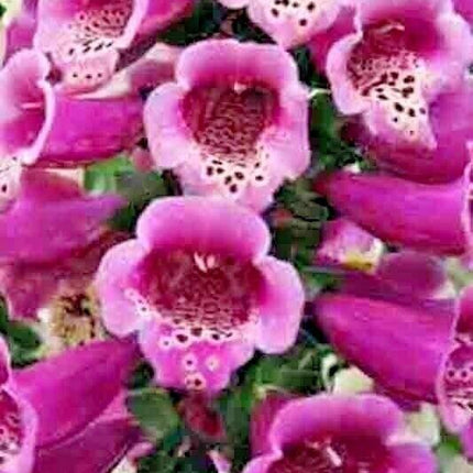 3000 Foxglove Mix Seeds - Seed World