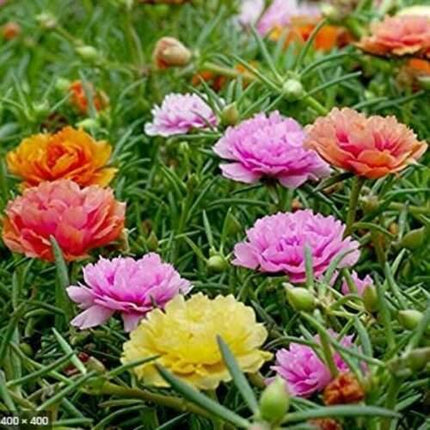 3000 Moss Rose Grandiflora Seeds - Mix Groundcover - Seed World