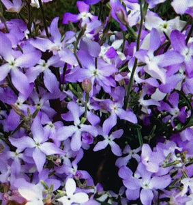 3000 Night Scented Stock Flower Seeds - Seed World