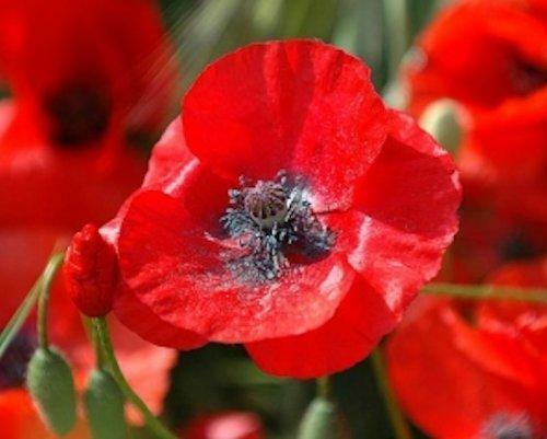 3000 Red Corn Poppy Seeds | Papaver Rhoeas - Seed World